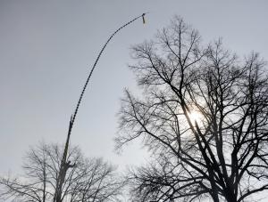 Padł nowy rekord w dorocznym konkursie na najwyższą palmę
