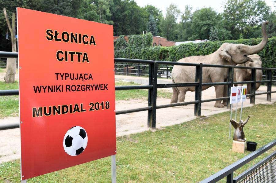 Słonica Citta w ogrodzie zoologicznym w Krakowie typuje wynik meczu Polska-Senegal
