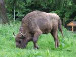 Puszcza Białowieska - ziemski raj dla zwierząt
