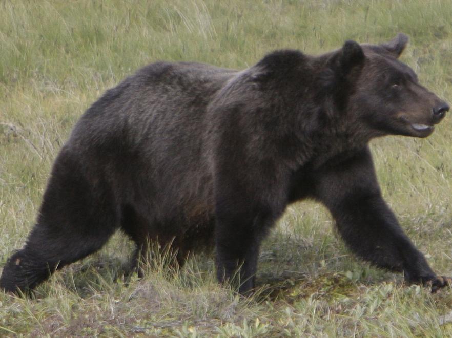 http://3.s.dziennik.pl/pliki/2193000/2193315-grizzly-882-660.jpg